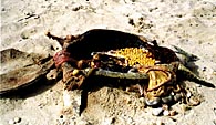images/turt3.jpg