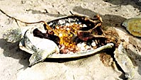images/turt4.jpg