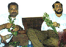 images/qat.jpg