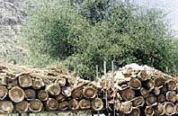 images/bee1.jpg
