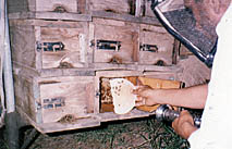 images/bee2.jpg