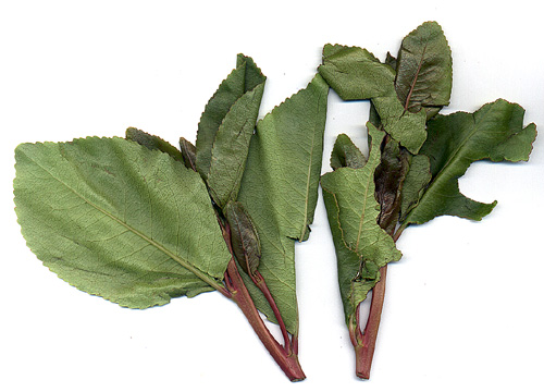 images/qat1.jpg