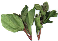 images/qat.jpg
