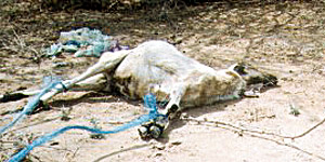 images/front_fmd1.jpg