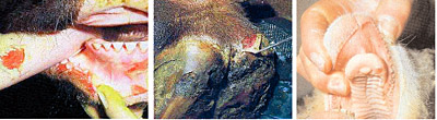 images/front_fmd2.jpg