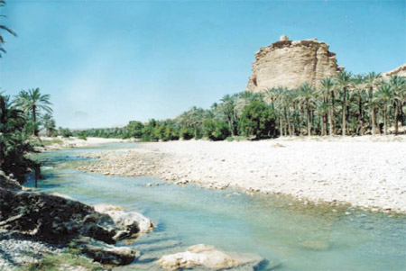 images/report_palmf.jpg