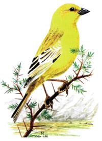images/health_bird.jpg
