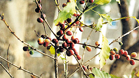 images/lastpage_coffee.jpg
