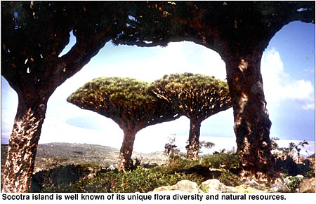 images/report_socotra.jpg