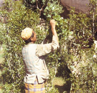 Most water extraction is for irrigating cash crops and highly-valuable crops like qat.