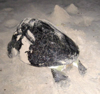 Turtle digging its nesting hole on Sharma beach.