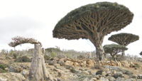 Dragons blood trees, unique to Socotra.