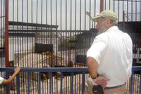 Marjio looks at lions enclosures.PHOTO BY: FATIMA AL-AJEL