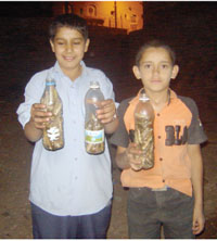 Emad and Sadam have returned from locusts hunt.