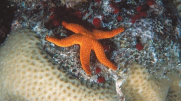 Occasionally, zoo visitors reach to 10,000. This huge number makes the zoo an important tourist spot and a showcase for Yemens animal environment.