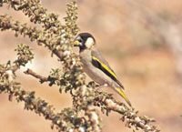The Socotran race of Golden-winged Grosbeak is one of the species threatened by uncontrolled development on Socotra. Photo by Richard Porter