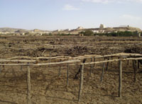 Khairyas farmlands stretch over 2.2 hectometers and planted with all kinds of grapes.