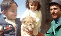 Lion cubs attract the attention of many children. However, the zoo authority had to separate the male lions from lionesses because there is no space for more baby lions.
