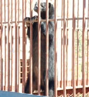 Honey badgers eat wide range of food including birds and wild fruits.