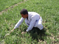 13 years old boy works in a farm in Sanaa, 292.000 children work in the agricultural sector.