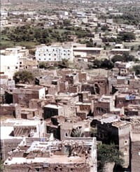 Most people with large yards prefer to grow fruit trees in their gardens rather than vegetables and herbs because of the nice view and shade the trees provide as well as the fact that they are easy to maintain.  YT Photos by Izdihar AL-Siraji