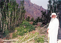 The uprooting of qat in the Haraaz province