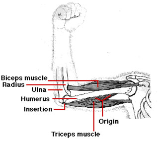 Anatomy of skeletal muscle. Source: Kimballs Biology Pages