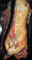 Lateral view of the carcass. Source FAO