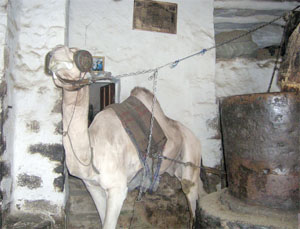 Camels are still used in the traditional oil press in Sanaa.
